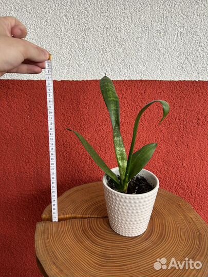 Сансивиерия