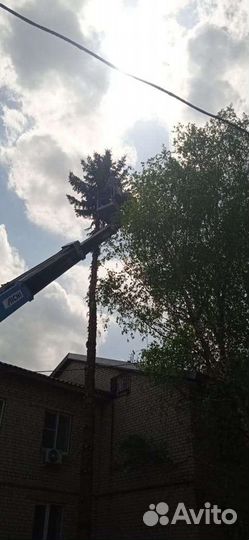Спил деревьев расчистка участков
