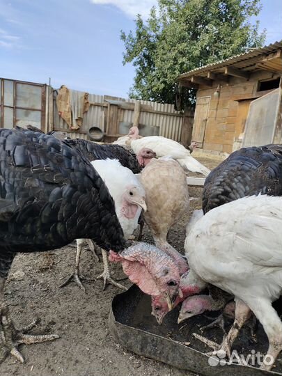 Индюки домашние