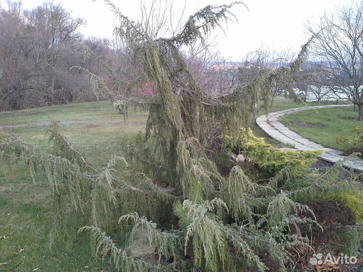 Деревья и кустарники крупномеры