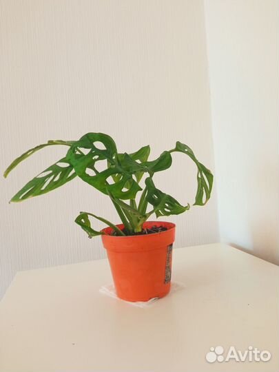 Монстера Манки