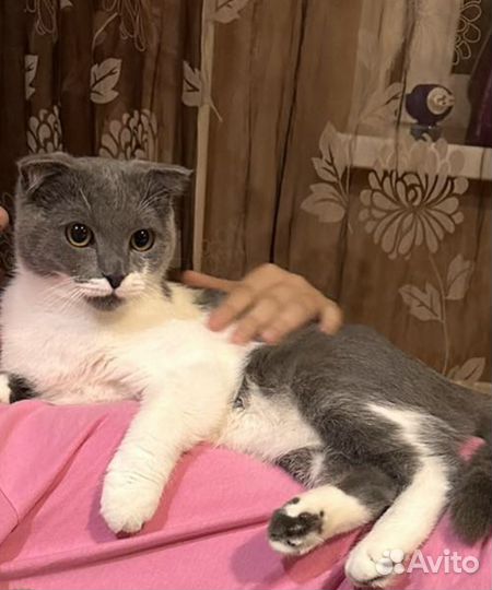 Котята в добрые руки мальчики