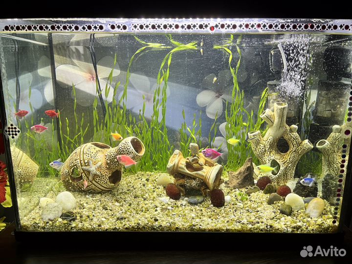 Аквариум с рыбками и декором