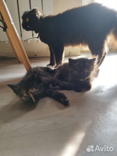 Кошка в дар бесплатно