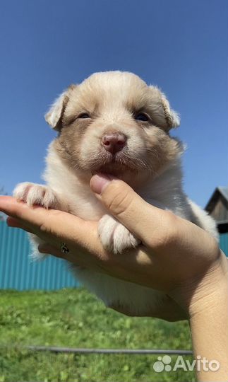 Австралийская овчарка. Девочки и мальчики