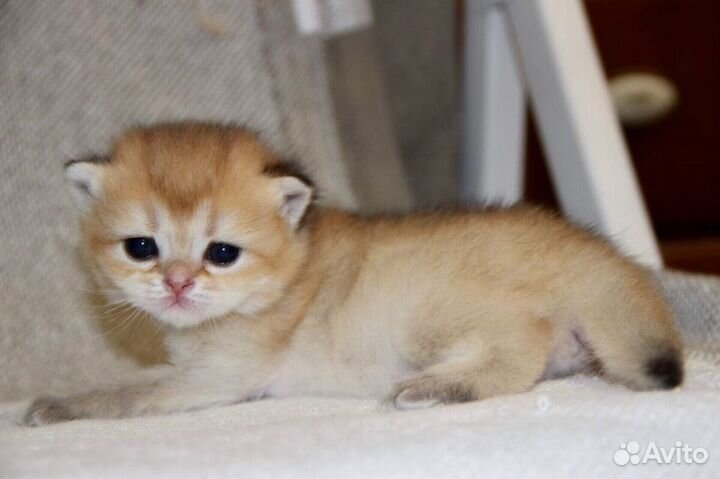 Элитный котик золотой тикированный и кот для вязки