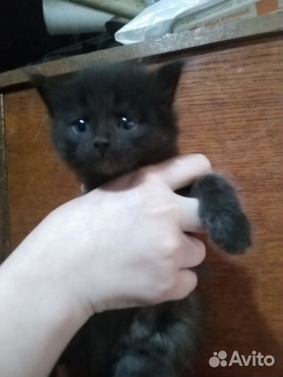 Котята крысоловы в добрые руки бесплатно