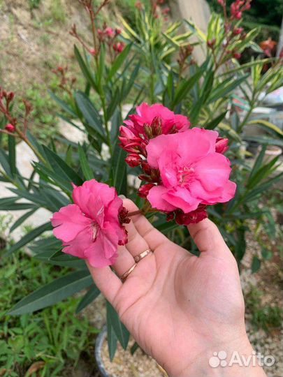 Олеандр розовый