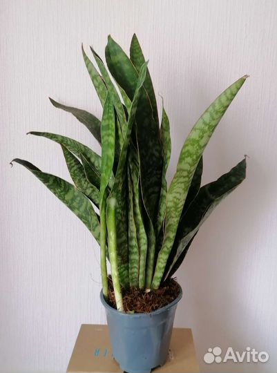 Сансевиерия масониана Дракон