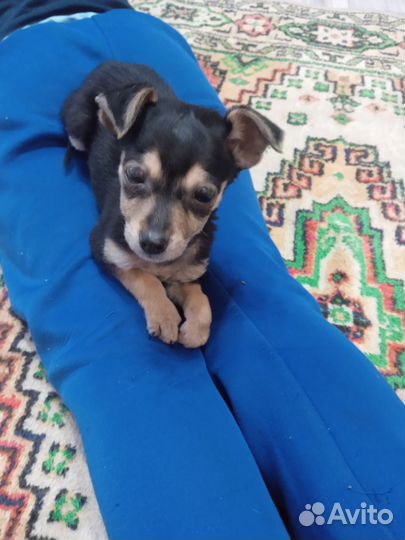 Той-терьер щенки