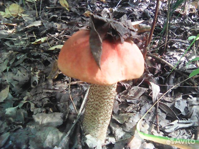 Подберезовики Подосиновики Боровики свежесобранные