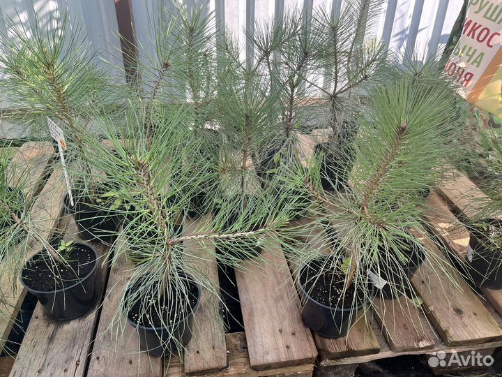 Саженцы сосна желтая