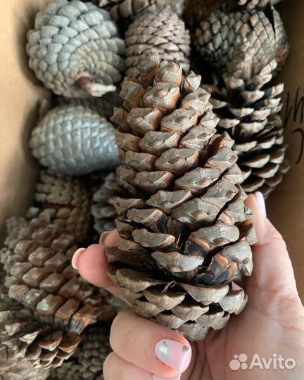 Шишки сосновые