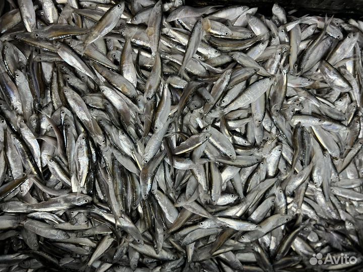 Свежая рыба тюлька мороженая
