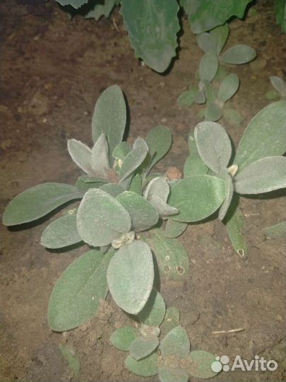 Лихнис корончатый многолетка