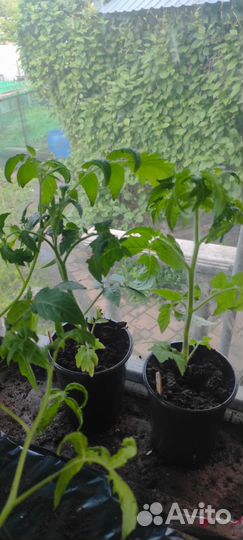 Рассада помидоров, капуста