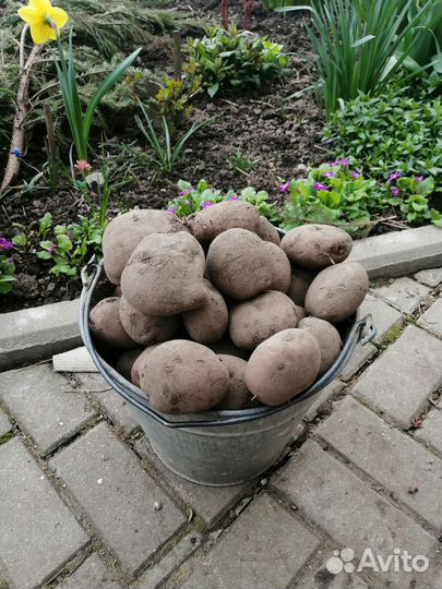 Картошка крупная, едовая