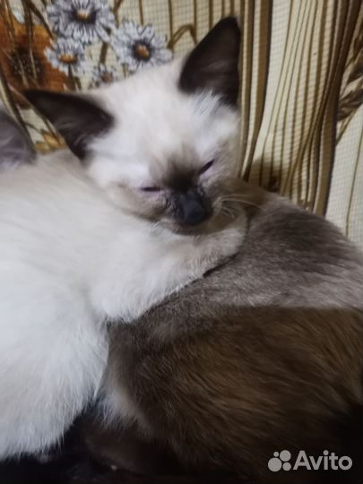 Тайские котята