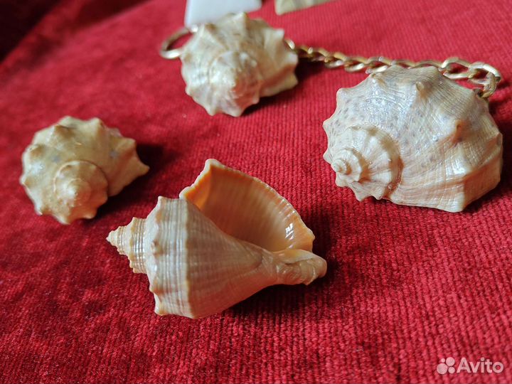 Сувенир морской Ракушка 5см