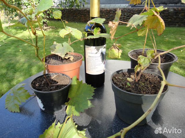 Саженцы винограда зимостойких технических сортов