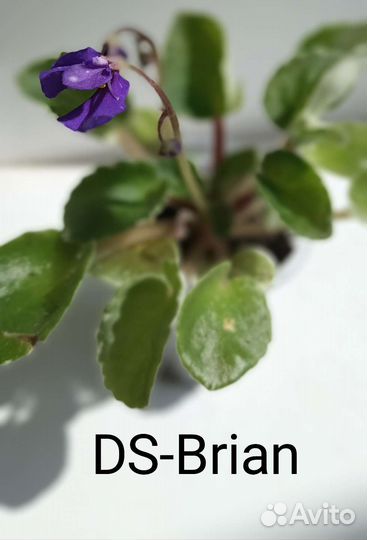 Сортовые цветущие минифиалки