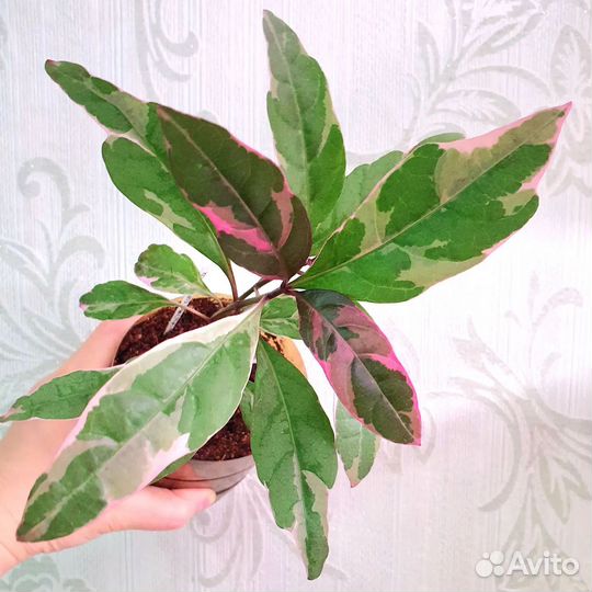 Растения. Обновлено 12.04