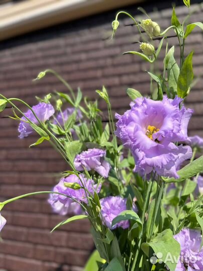 Эустома оптом