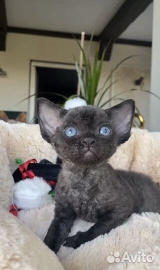 Лучший черный мальчик