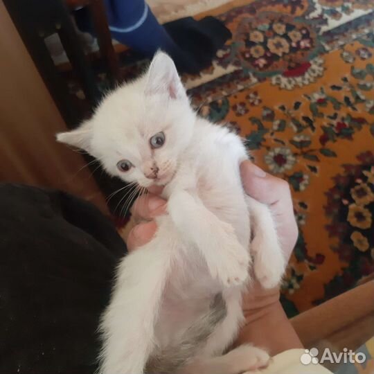 Кошка в дар бесплатно