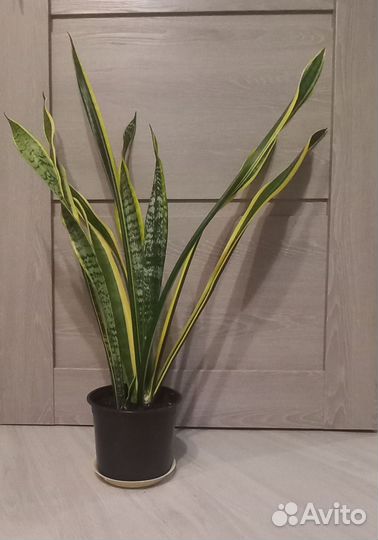 Сансевиерия 80см