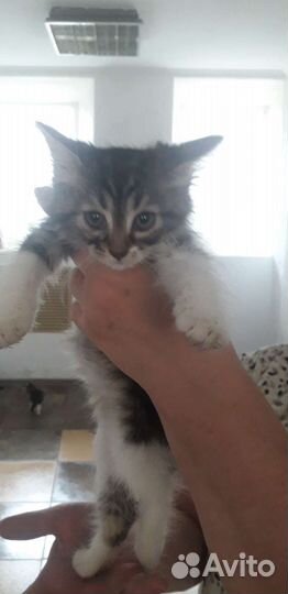 Котики бесплатно в добрые рки