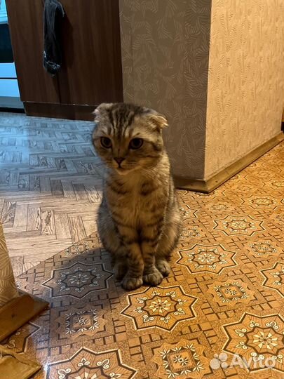 Вязка кота