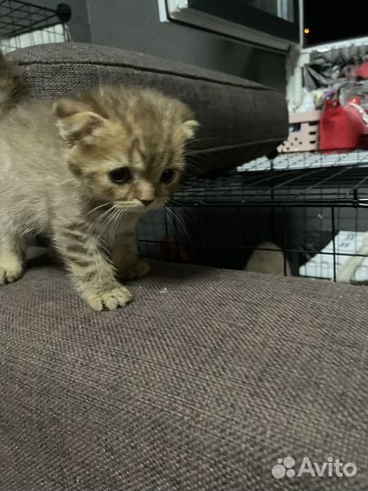 Шотладские котята