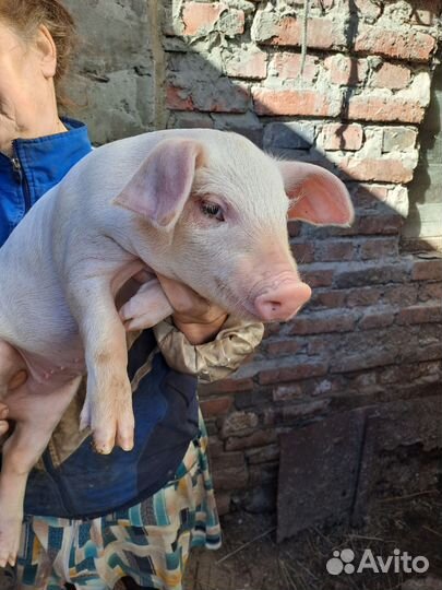 Поросенок ландрас
