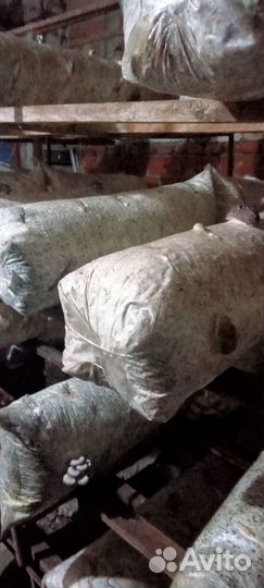 Грибные блоки вешинки