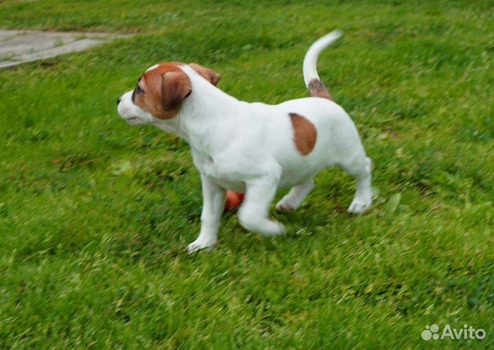 Девочка 3 месяца