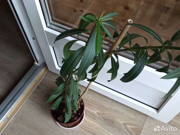 Олеандр, маранта, спатифилиум