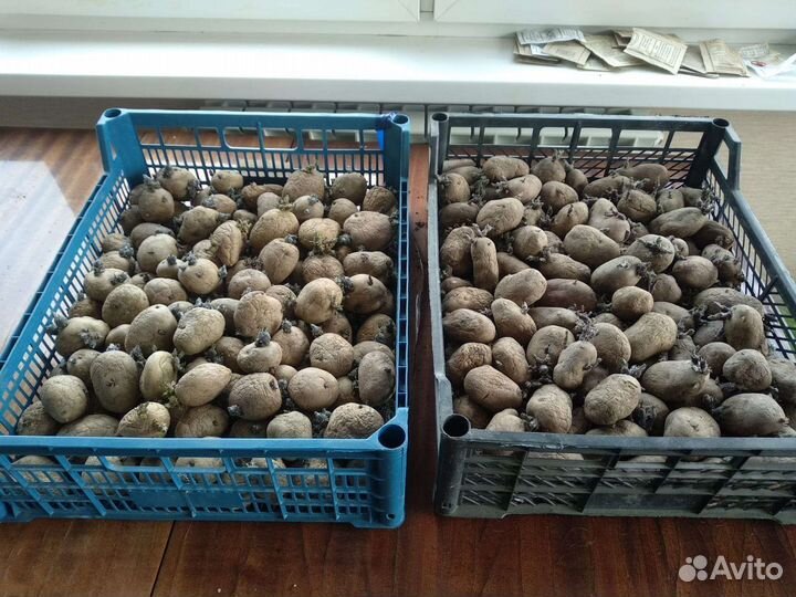 Семенной картофель ранний