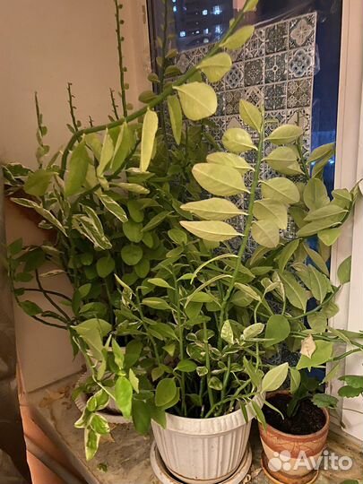 Педелантус