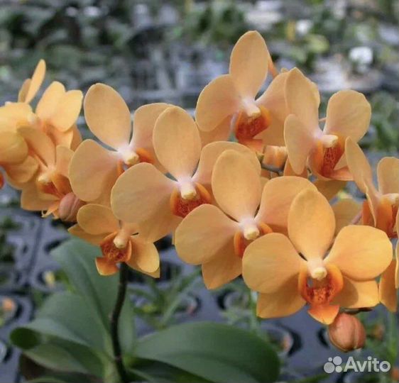 Орхидея Asc. Irene Dobkin