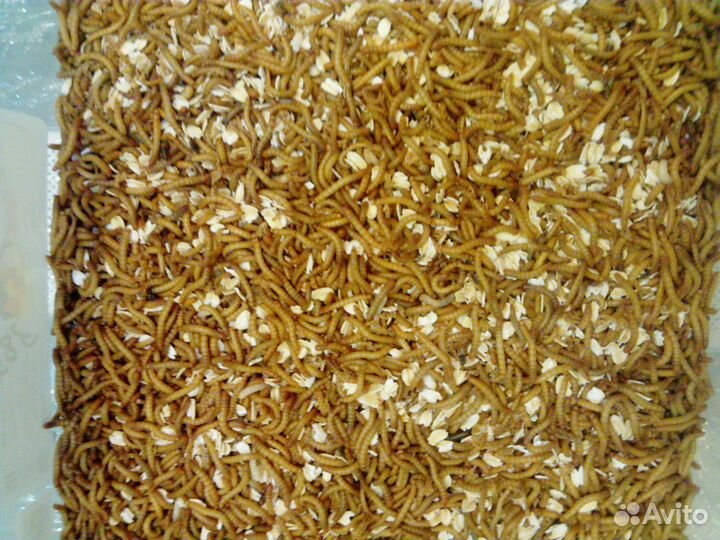 Насекомые: Сверчки, тараканы, муравьи