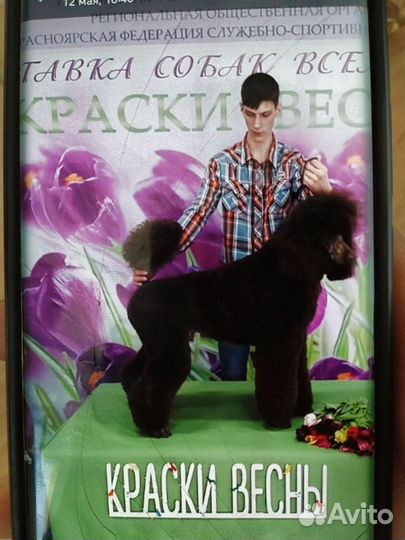 Собака пудель Королевский