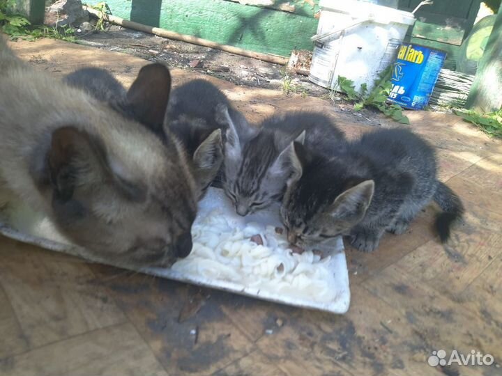 Ищут дом крохи