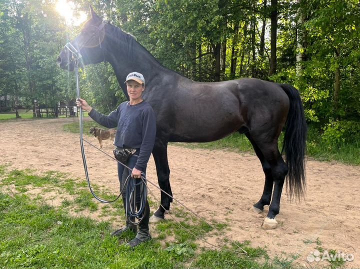 Продается молодой жеребец