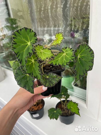 Комнатные цветы