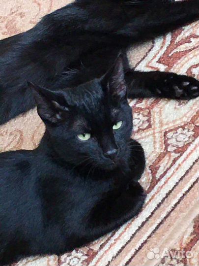 2 чёрные кошечки