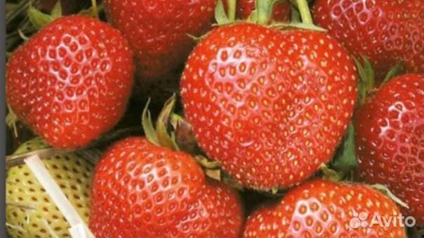 Рассада клубники Зефир