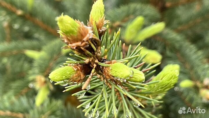 Саженцы елки, хвойные растения, ель голубая