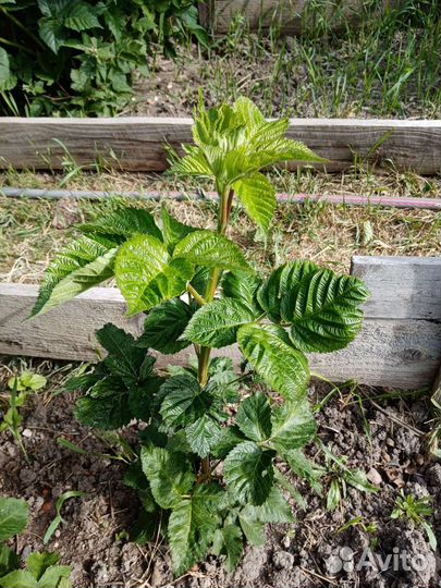 Саженцы ежевики неошипованной