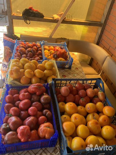Помидоры